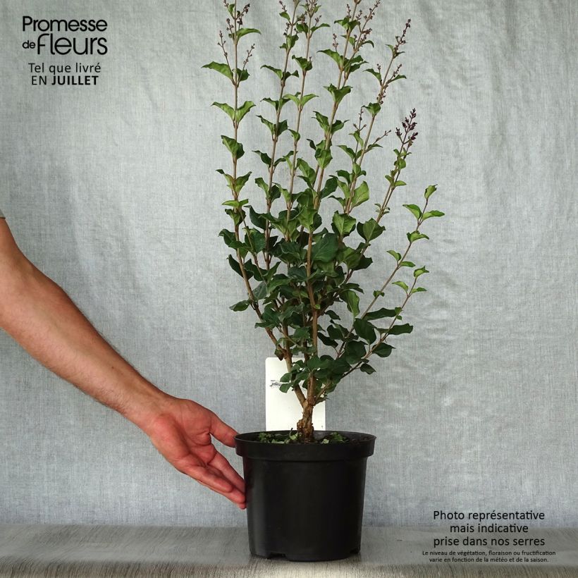 Exemplaar van Syringa Bloomerang Dark Purple - Dwergsering Pot van 3 l/4 l zoals geleverd in de zomer