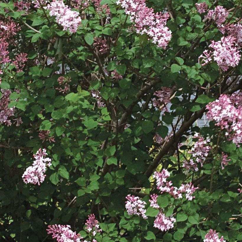 Syringa Pink Perfume - Dwergsering (Blad)
