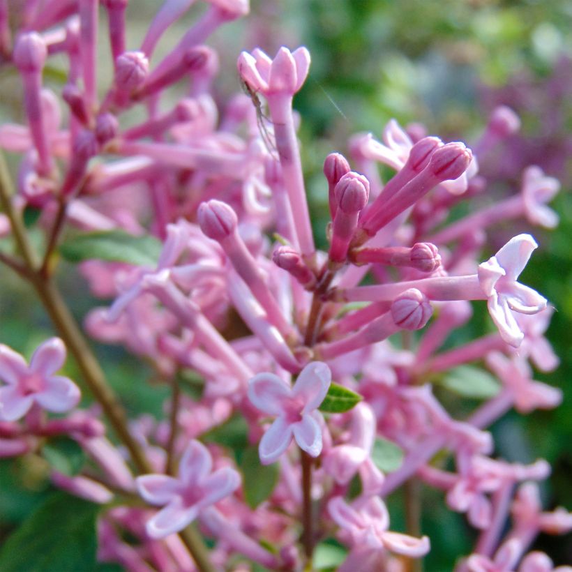 Syringa Pink Perfume - Dwergsering (Bloei)