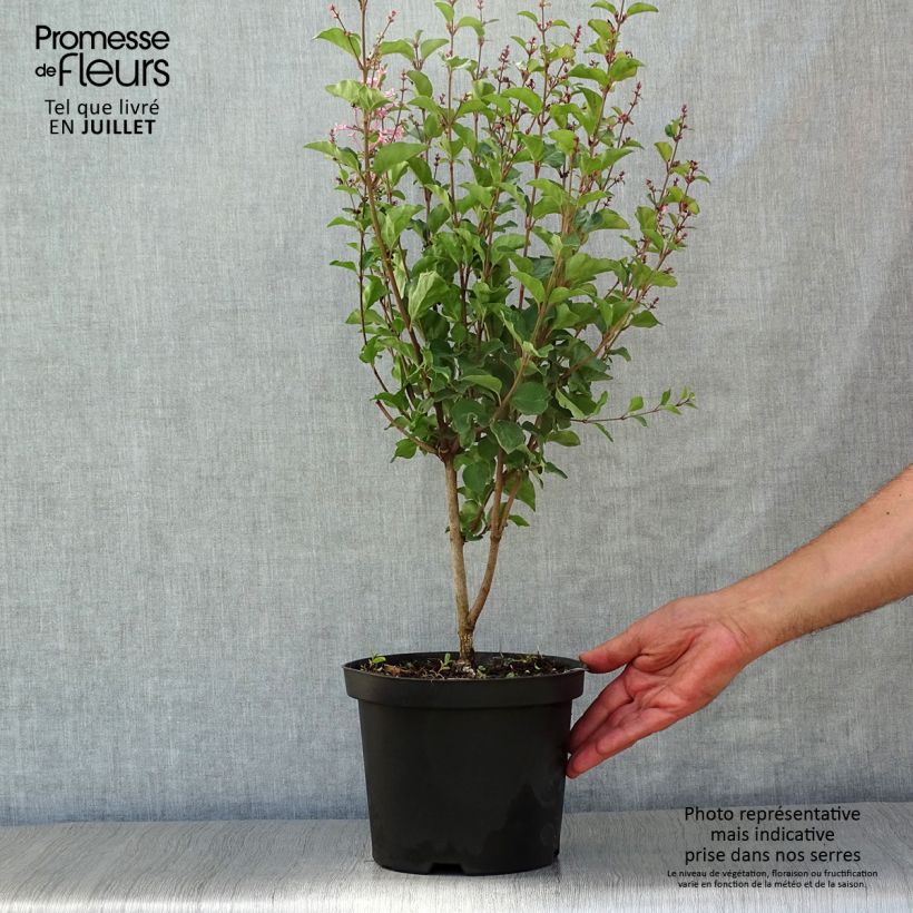 Exemplaar van Syringa Pink Perfume - Dwergsering Pot van 2 l/3 l zoals geleverd in de zomer