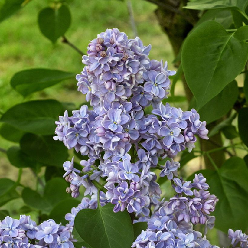 Syringa vulgaris Capitaine Baltet - Gewone sering (Bloei)