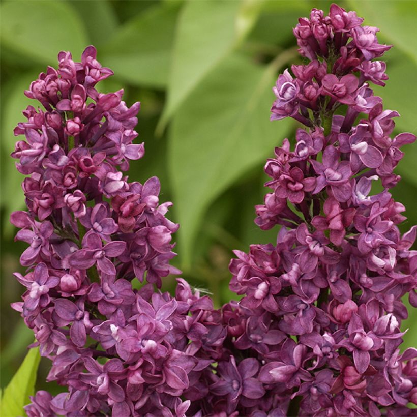 Syringa vulgaris Charles Joly - Gewone sering (Flowering)