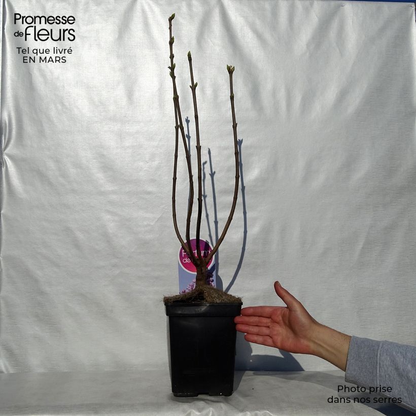 Example of Syringa vulgaris Sensation - Gewone sering Pot van 3 l/4 l, Struik as you get in printemps