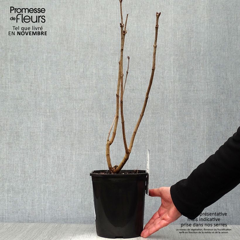 Exemplaar van Syringa vulgaris Sensation - Gewone sering Pot van 3 l/4 l, Struik zoals geleverd in de herfst