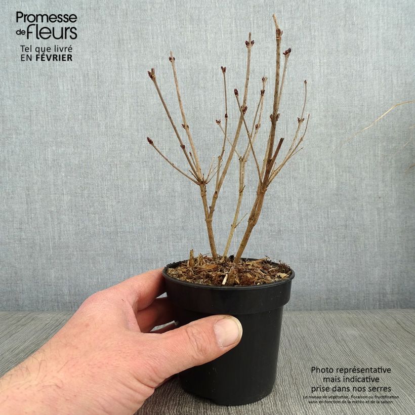Exemplaar van Syringa Tinkerbelle - Dwergsering Pot van 10 cm/11 cm zoals geleverd in de winter