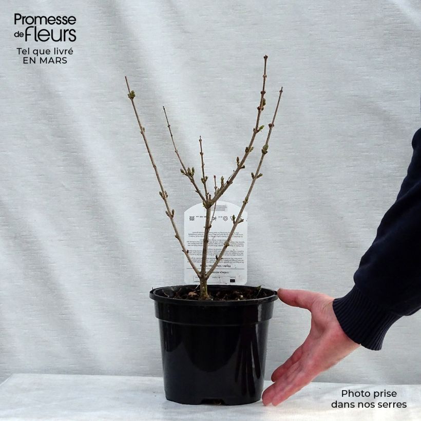 Exemplaar van Syringa meyeri Palibin - Dwergsering Pot van 2 l/3 l zoals geleverd in de lente
