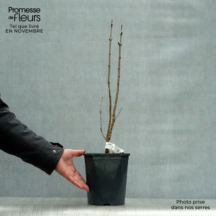 Exemplaar van Syringa vulgaris Belle de Moscou - Gewone sering Pot van 4 l/5 l zoals geleverd in de herfst