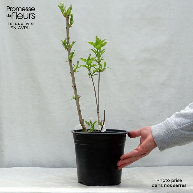 Exemplaar van Syringa vulgaris Belle de Moscou - Gewone sering Pot van 4 l/5 l zoals geleverd in de lente