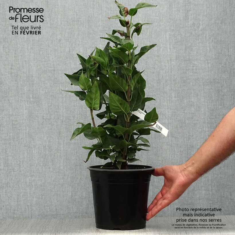 Exemplaar van Syringa vulgaris Charles Joly - Gewone sering Pot van 2 l/3 l zoals geleverd in de herfst