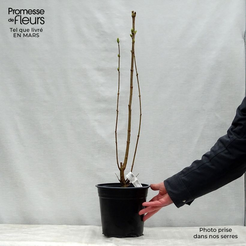 Exemplaar van Syringa vulgaris Dentelle d'Anjou - Gewone sering Pot van 4 l/5 l zoals geleverd in de lente