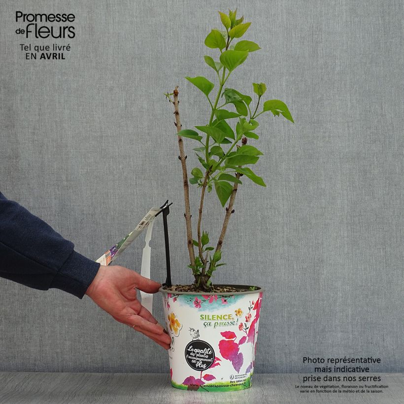 Example of Syringa vulgaris Katherine Havemeyer - Gewone sering Pot van 3 l/4 l as you get in printemps