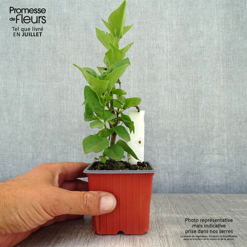 Exemplaar van Syringa vulgaris Katherine Havemeyer - Gewone sering Kweekpotje van 8/9 cm zoals geleverd in de zomer