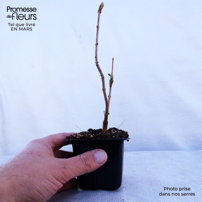 Example of Syringa vulgaris Katherine Havemeyer - Gewone sering Kweekpotje van 8/9 cm as you get in printemps