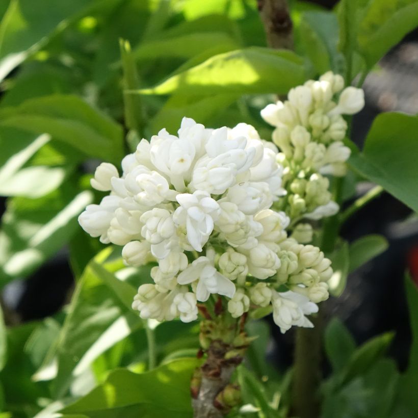 Syringa vulgaris Madame Lemoine - Gewone sering (Bloei)