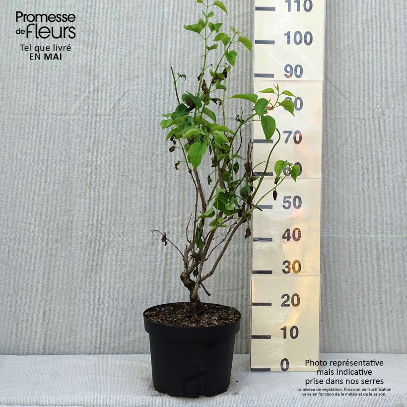 Exemplaar van Syringa vulgaris Madame Lemoine - Gewone sering Pot van 7,5 l/10 l zoals geleverd in de lente