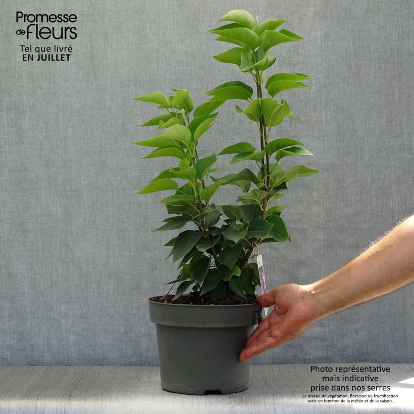 Exemplaar van Syringa vulgaris Michel Buchner - Gewone sering Pot van 4 l/5 l zoals geleverd in de zomer