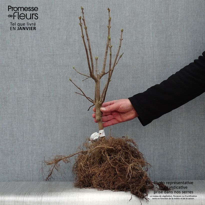 Example of Syringa vulgaris Michel Buchner - Gewone sering Naakte wortel, Struik as you get in hiver