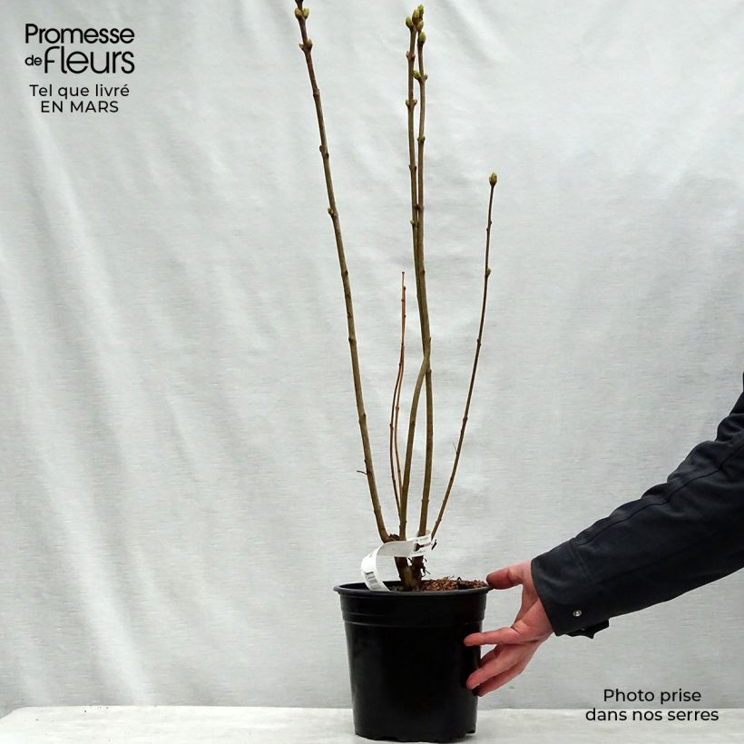 Exemplaar van Syringa vulgaris Président Grevy - Gewone sering Pot van 4 l/5 l, Struik zoals geleverd in de lente