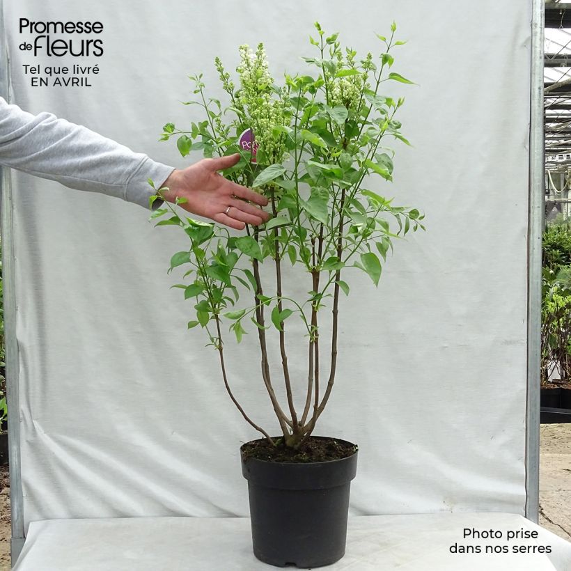 Exemplaar van Syringa vulgaris Primrose - Gewone sering Pot van 4 l/5 l zoals geleverd in de lente