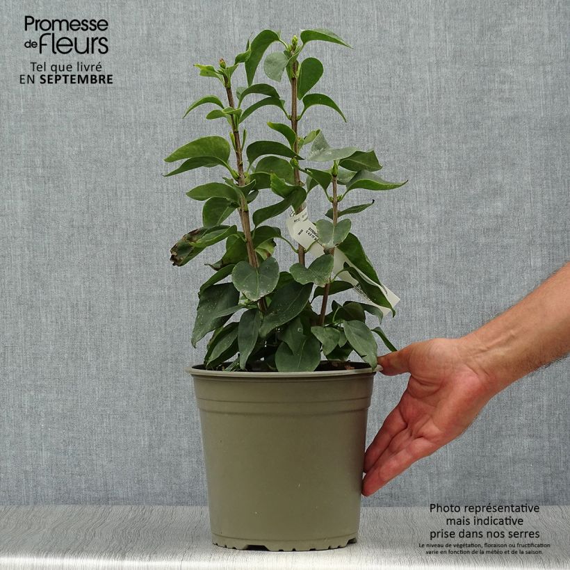 Exemplaar van Syringa vulgaris Primrose - Gewone sering Pot van 4 l/5 l zoals geleverd in de herfst