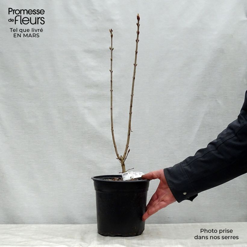 Exemplaar van Syringa vulgaris Prince Wolkonsky - Gewone sering Pot van 3 l/4 l zoals geleverd in de lente