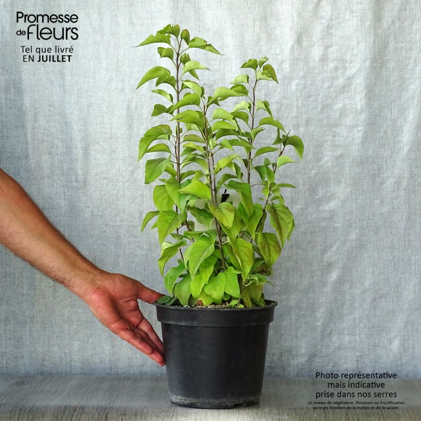 Exemplaar van Syringa vulgaris Prince Wolkonsky - Gewone sering Pot van 3 l/4 l zoals geleverd in de zomer