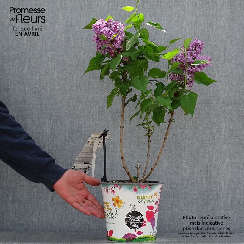 Example of Syringa vulgaris Princesse Sturdza - Gewone sering Pot van 4 l/5 l as you get in printemps