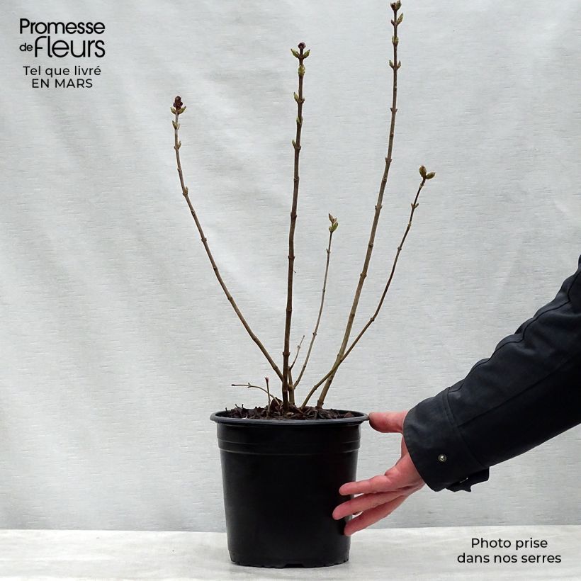 Example of Syringa hyacinthiflora Maidens Blush - Gewone sering Pot van 4 l/5 l, Struik as you get in printemps