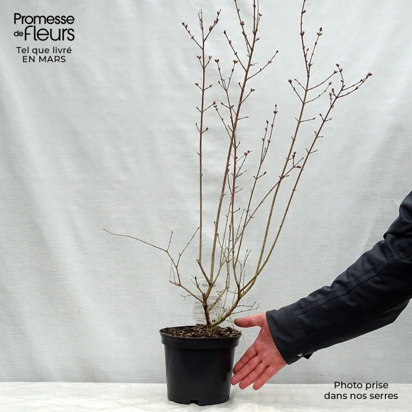 Example of Syringa Red Pixie - Dwergsering Pot van 3 l/4 l as you get in printemps