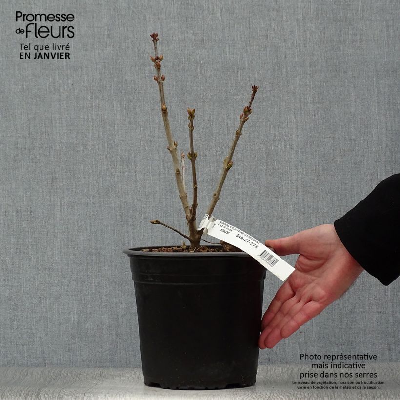 Exemplaar van Lilas commun - Syringa vulgaris Comtesse D'harcourt Pot de 4L/5L zoals geleverd in de winter