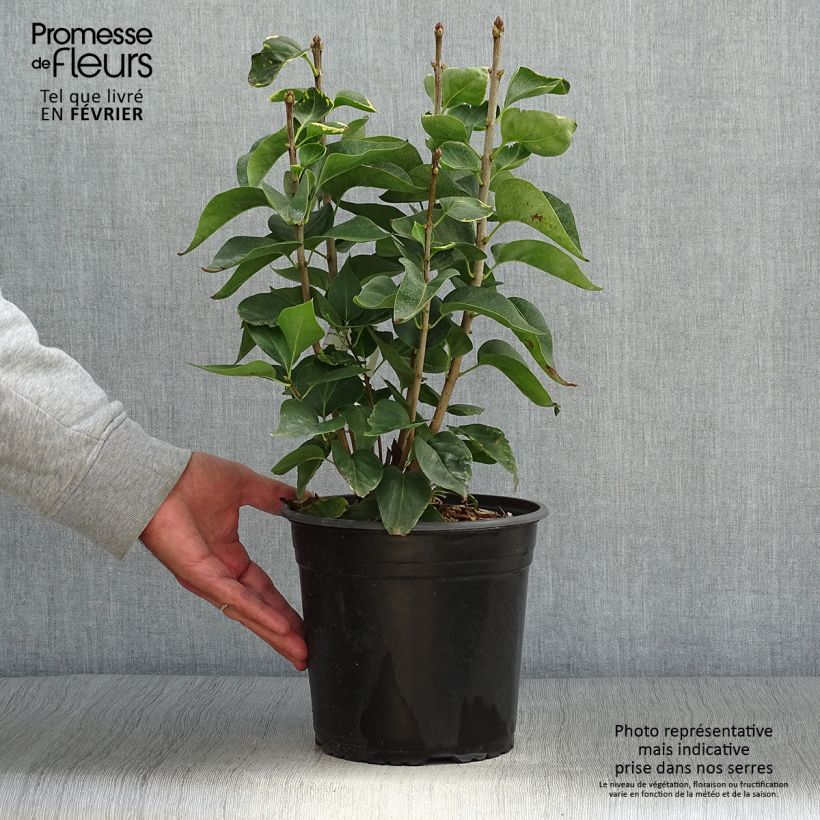 Exemplaar van Syringa vulgaris Kindy Rose - Gewone sering Pot van 4 l/5 l zoals geleverd in de herfst
