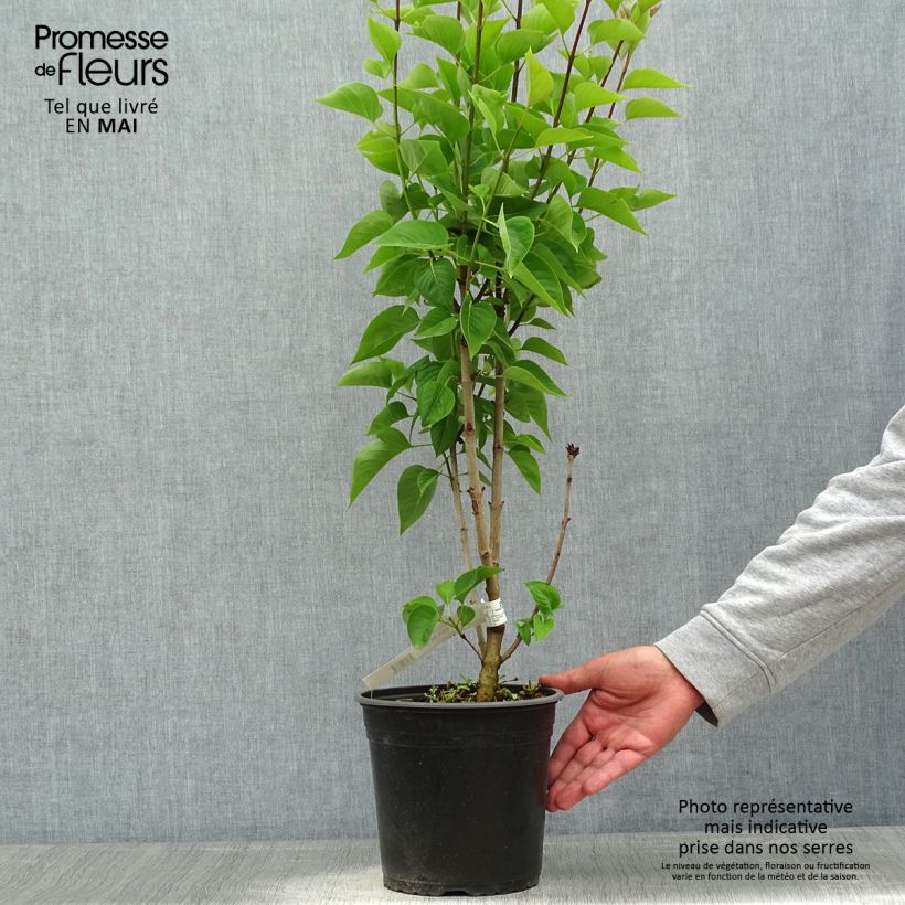 Example of Syringa vulgaris Kindy Rose - Gewone sering Pot van 4 l/5 l as you get in printemps