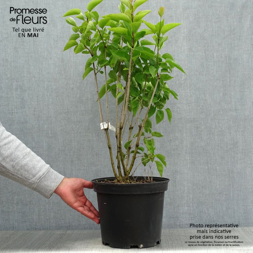 Example of Syringa vulgaris Kindy Rose - Gewone sering Pot van 7,5 l/10 l as you get in printemps