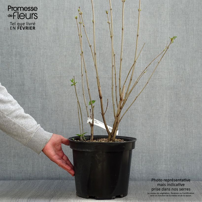 Exemplaar van Syringa vulgaris Konchalovskii - Gewone sering Pot van 7,5 l/10 l zoals geleverd in de herfst