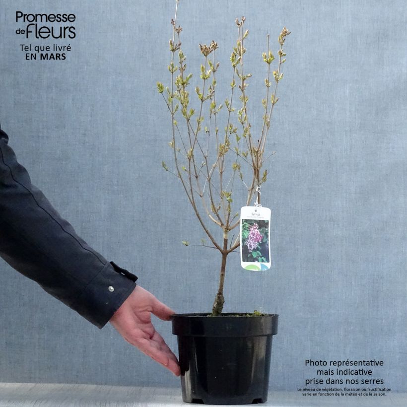 Exemplaar van Syringa microphylla Superba - Dwergsering Pot van 2 l/3 l zoals geleverd in de lente