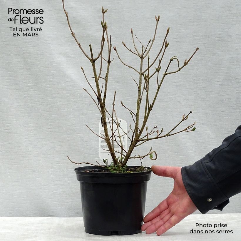 Exemplaar van Syringa patula Miss Kim - Dwergsering Pot van 2 l/3 l zoals geleverd in de lente