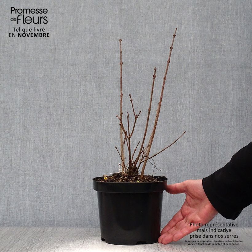 Exemplaar van Syringa patula Miss Kim - Dwergsering Pot van 2 l/3 l zoals geleverd in de herfst