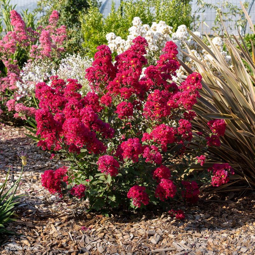 Lagerstroemia indica Gourmet Red Red Wine - Indische sering (Groeiplaats)