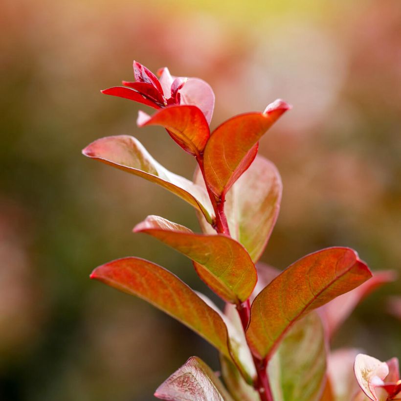 Lagerstroemia indica Ruffled Red Magic - Indische sering (Blad)