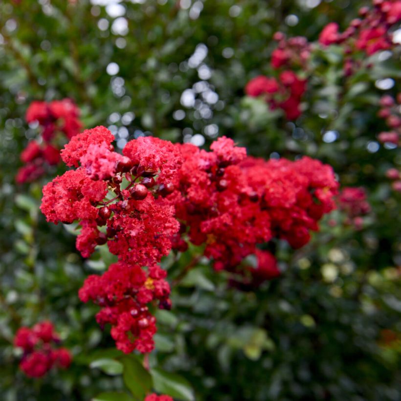 Lagerstroemia indica Ruffled Red Magic - Indische sering (Bloei)