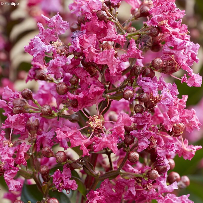 Lagerstroemia indica Berry Dazzle - Indische sering (Bloei)