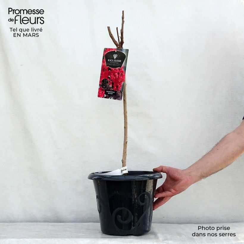 Exemplaar van Lagerstroemia indica Black Solitaire Best Red - Indische sering Pot van 7,5 l/10 l zoals geleverd in de lente