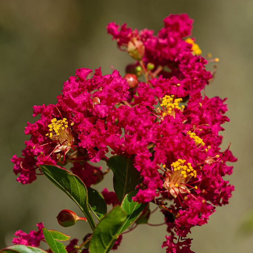 Lagerstroemia indica Caroline Beauty - Indische sering (Bloei)