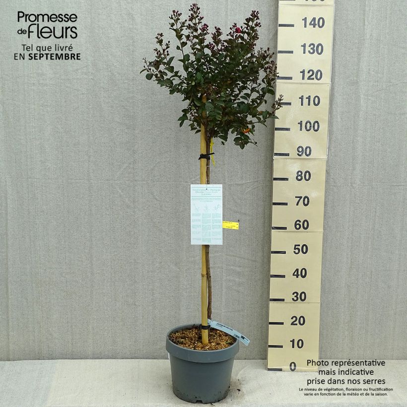 Exemplaar van Lagerstroemia indica Play It Again Double Feature - Indische sering Pot van 7,5 l/10 l zoals geleverd in de zomer