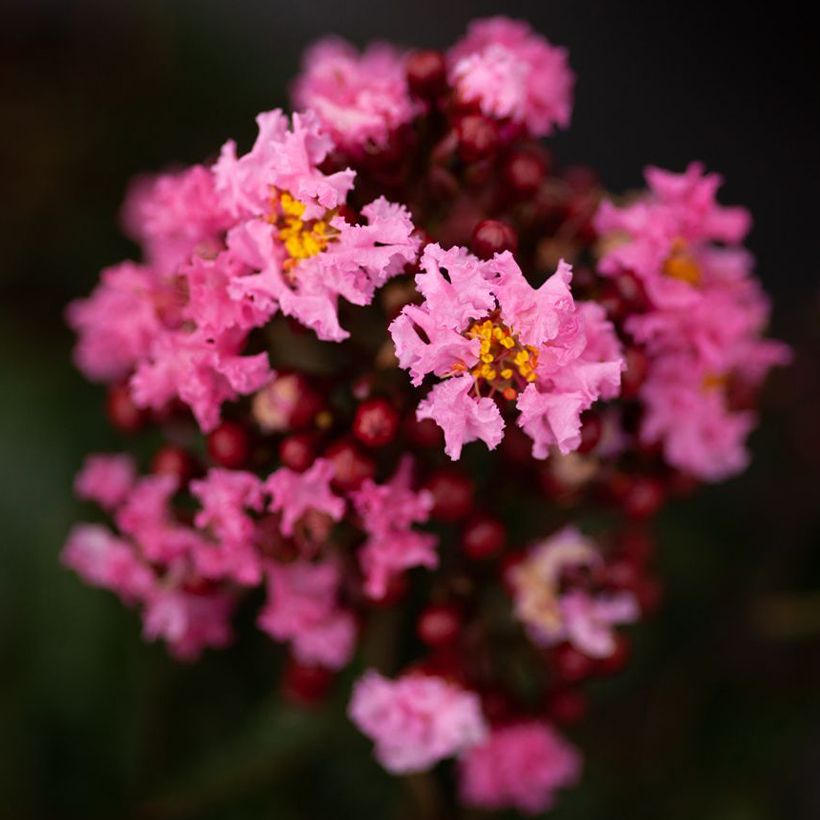Lagerstroemia indica Enduring Pink - Indische sering (Bloei)