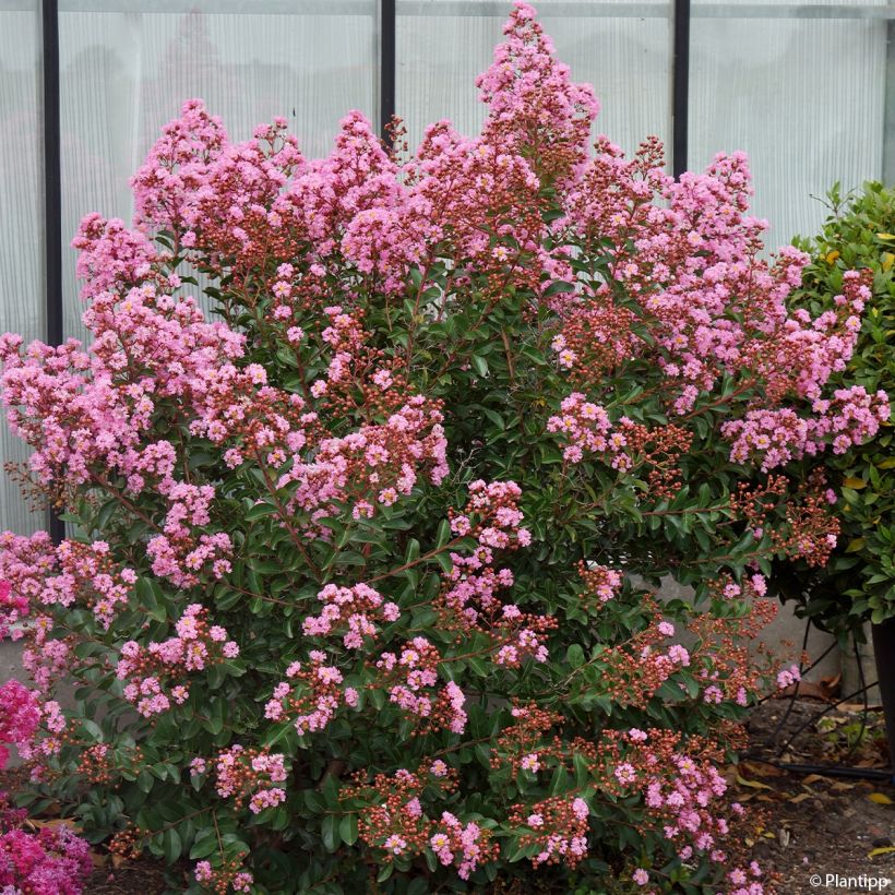 Lagerstroemia indica Eveline - Indische sering (Groeiplaats)