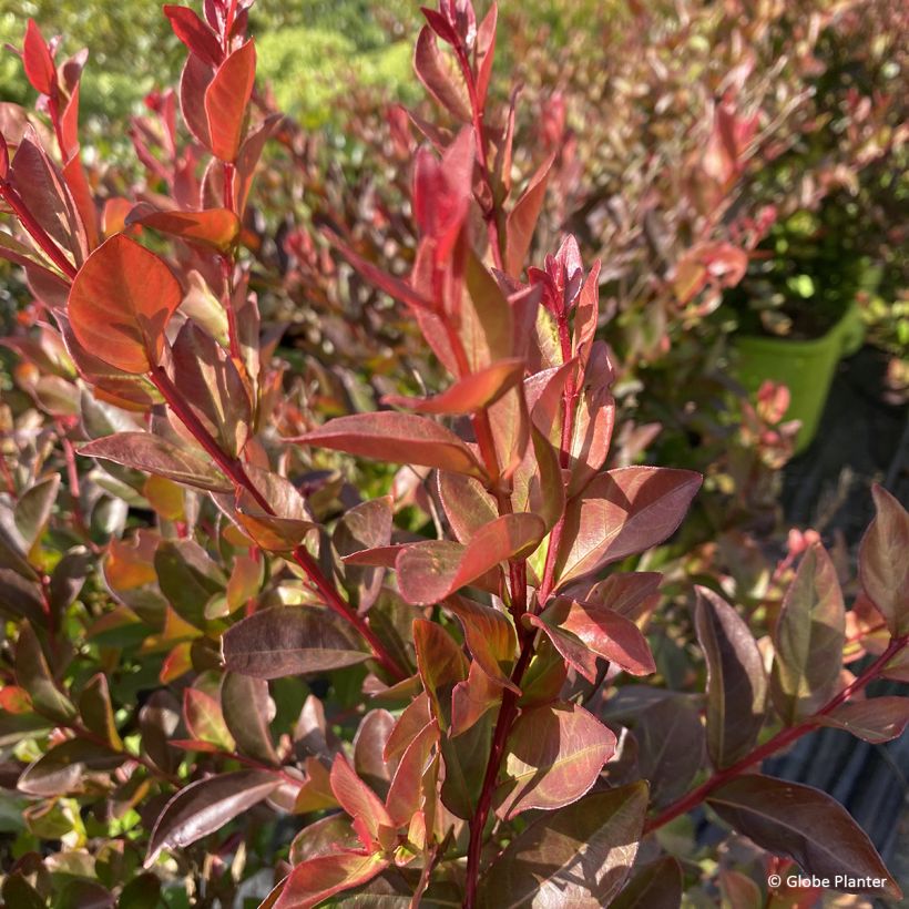 Lagerstroemia indica Gourmet Choco Pink - Indische sering (Blad)