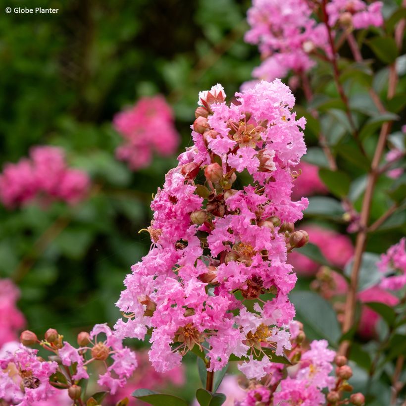 Lagerstroemia indica Gourmet Choco Pink - Indische sering (Bloei)