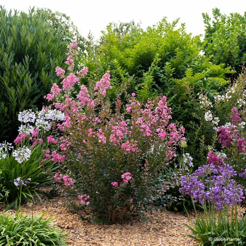 Lagerstroemia indica Gourmet Choco Pink - Indische sering (Groeiplaats)