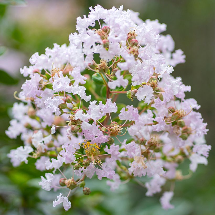 Lagerstroemia indica La Fayette - Indische sering (Bloei)